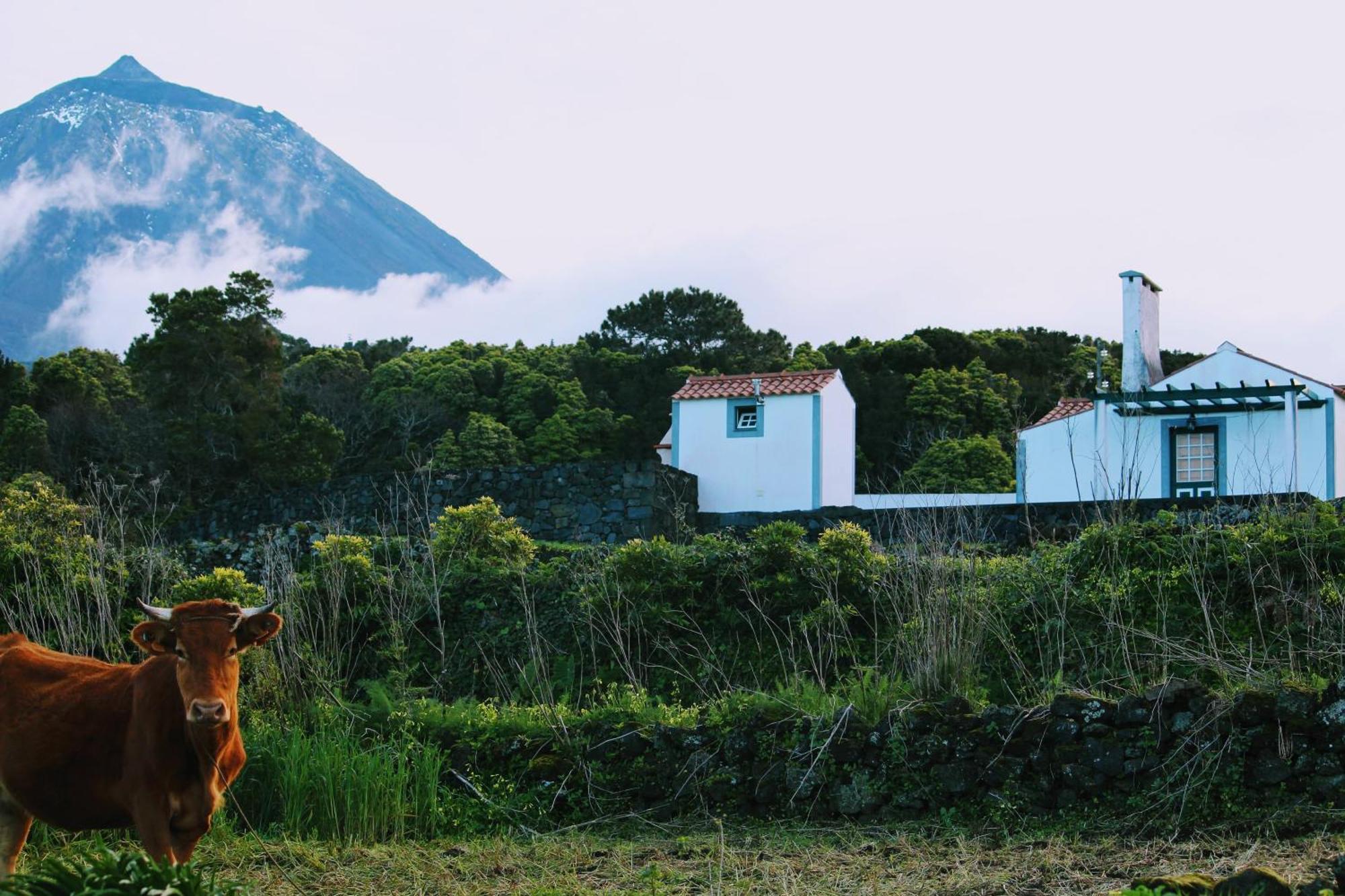 Casa Do Paim Villa São Roque do Pico Exteriör bild